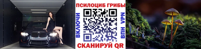 купить  цена  Лениногорск  Галлюциногенные грибы Psilocybine cubensis 