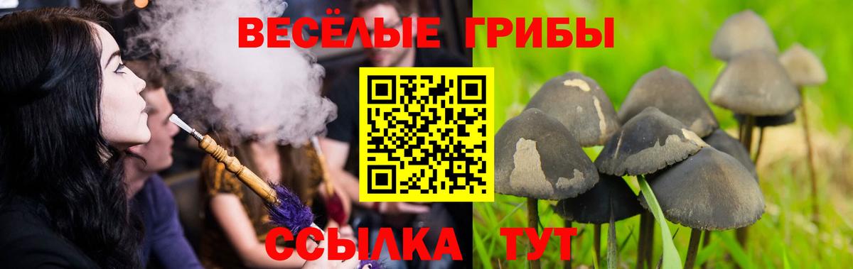 Галлюциногенные грибы Psilocybine cubensis  Лениногорск  Галлюциногенные грибы ЛСД 